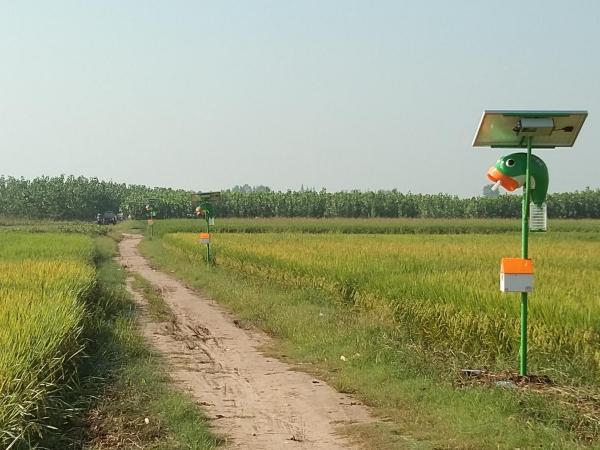 长江绿色生态廊道项目（湖北省石首市）应用