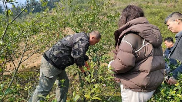 田间课堂授“栀”术 特色产业添活力