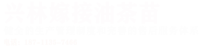 banner文字